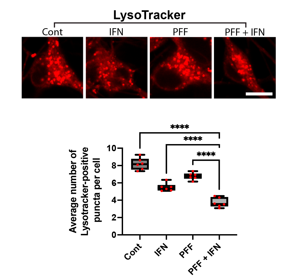 LysoTracker Red puncta reduction under dual-hit conditions