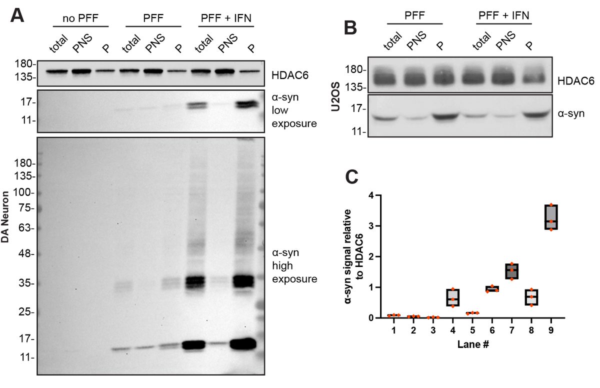 Subcellular fractionation Western blots: HDAC6 and α-synuclein from sequential extraction
