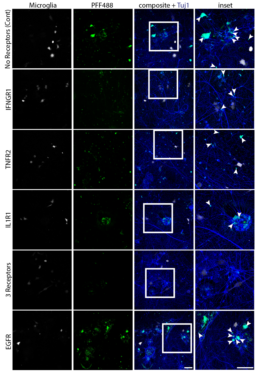 Receptor quenching assay for microglial signaling