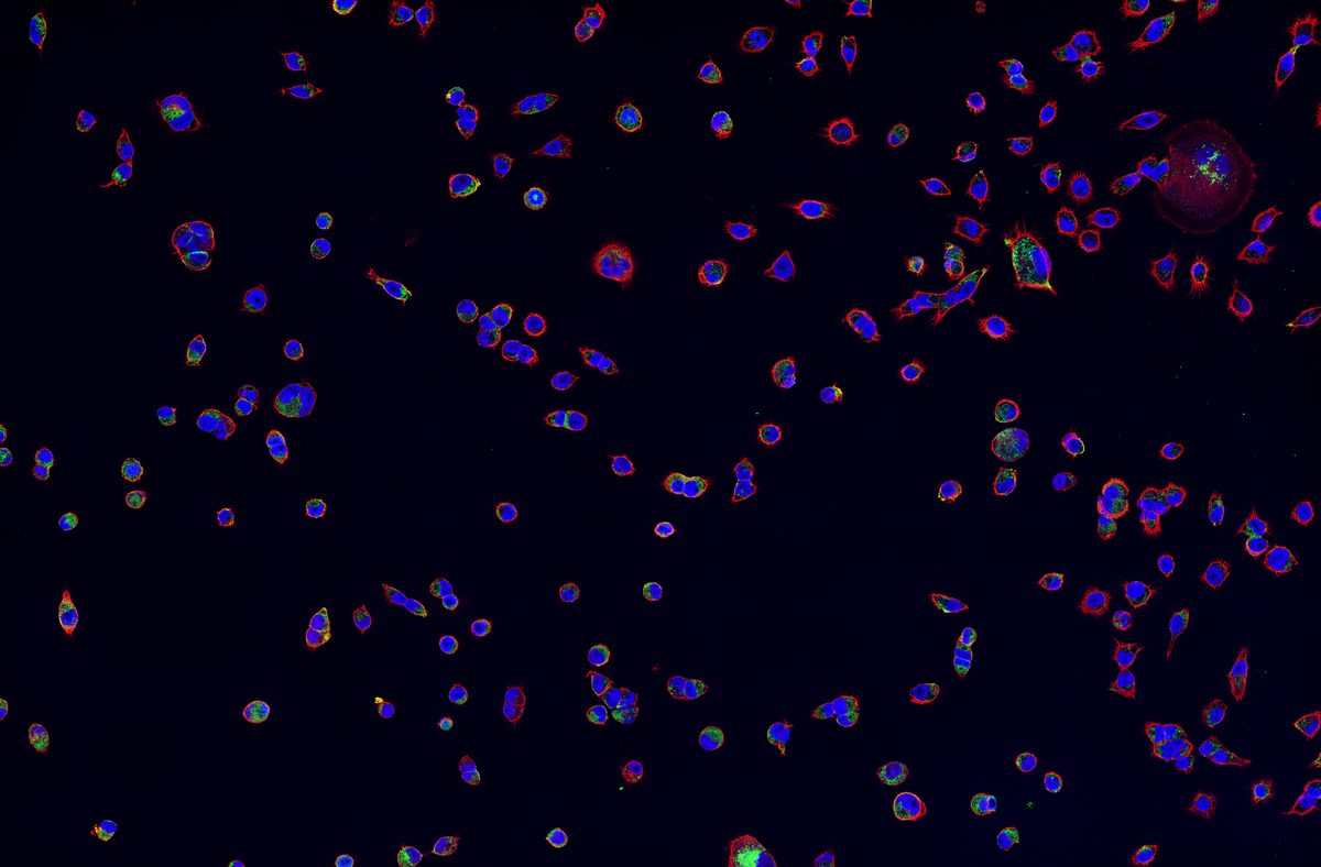 Lightning tile scan: Spike-His488 and Phalloidin-647 binding across epithelial cell monolayer