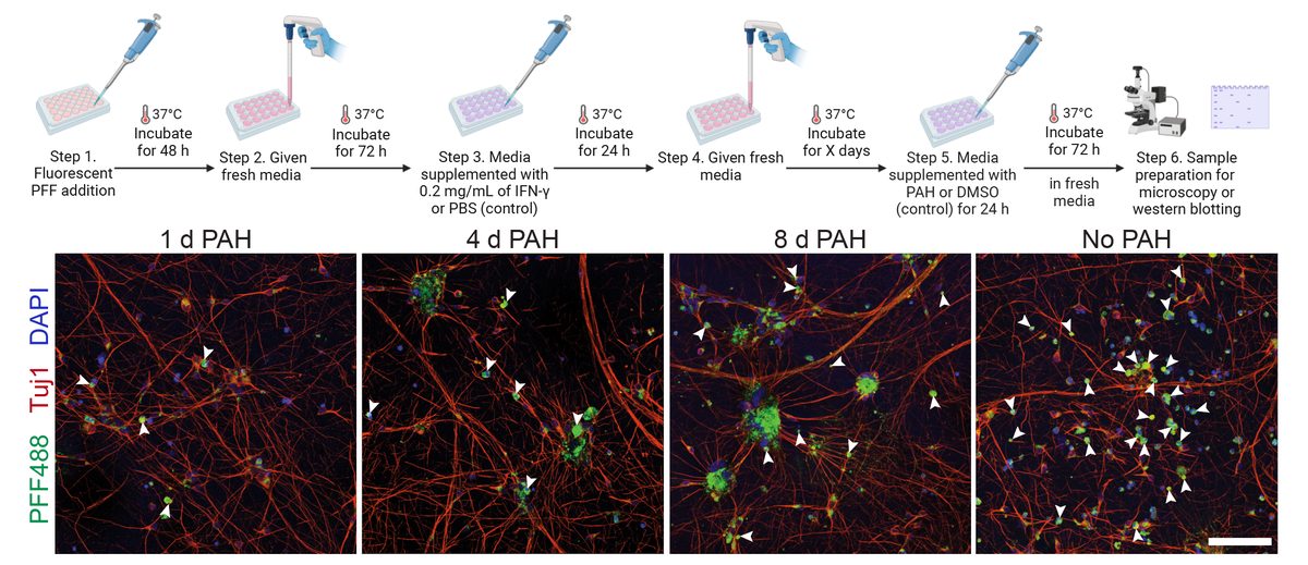 Treatment timeline and confocal microscopy: PAH reducing alpha-synuclein inclusions over 1, 4, and 8 days versus untreated