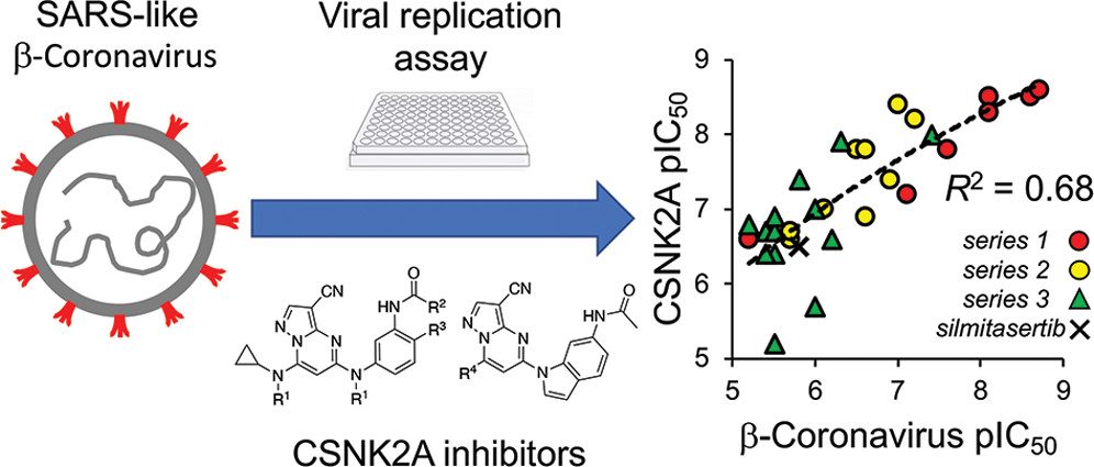 Structure-activity relationship: CSNK2A inhibitor potency (pIC50) vs beta-coronavirus inhibition (pIC50), R-squared 0.68