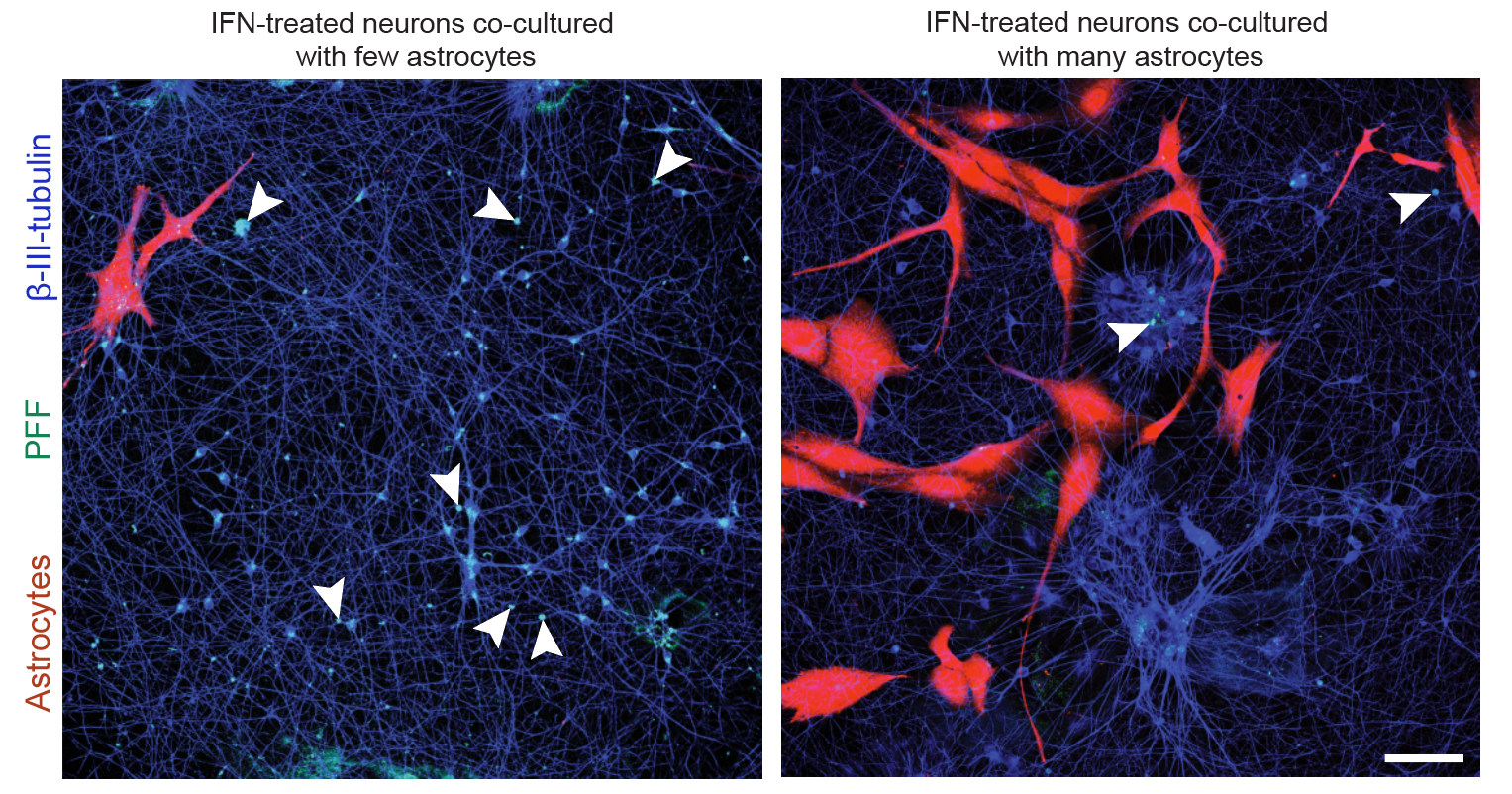Astrocyte co-culture with dopaminergic neurons