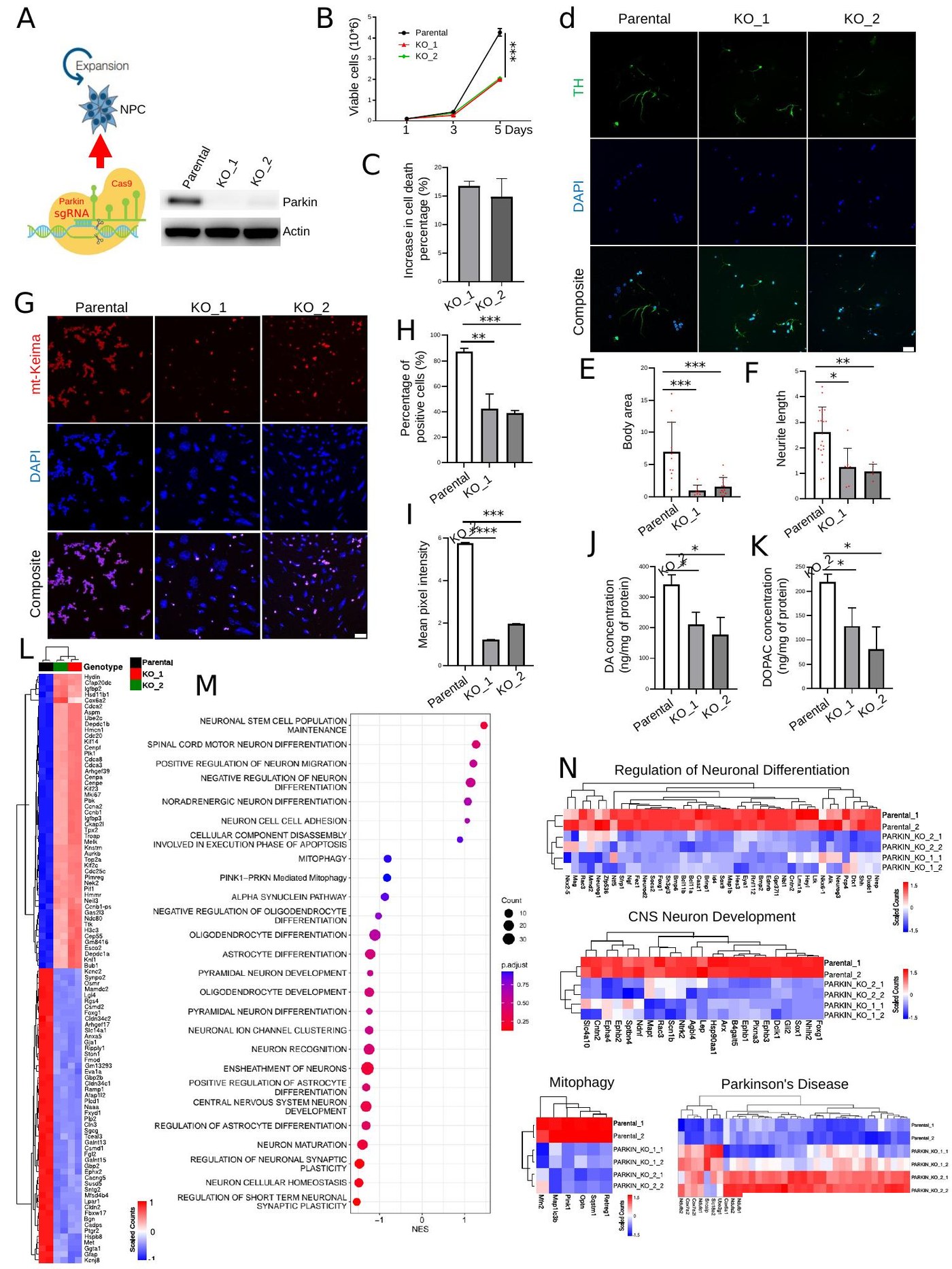 Figure 1 - Parkin KO NPC characterization, mitophagy, and bulk RNA-seq