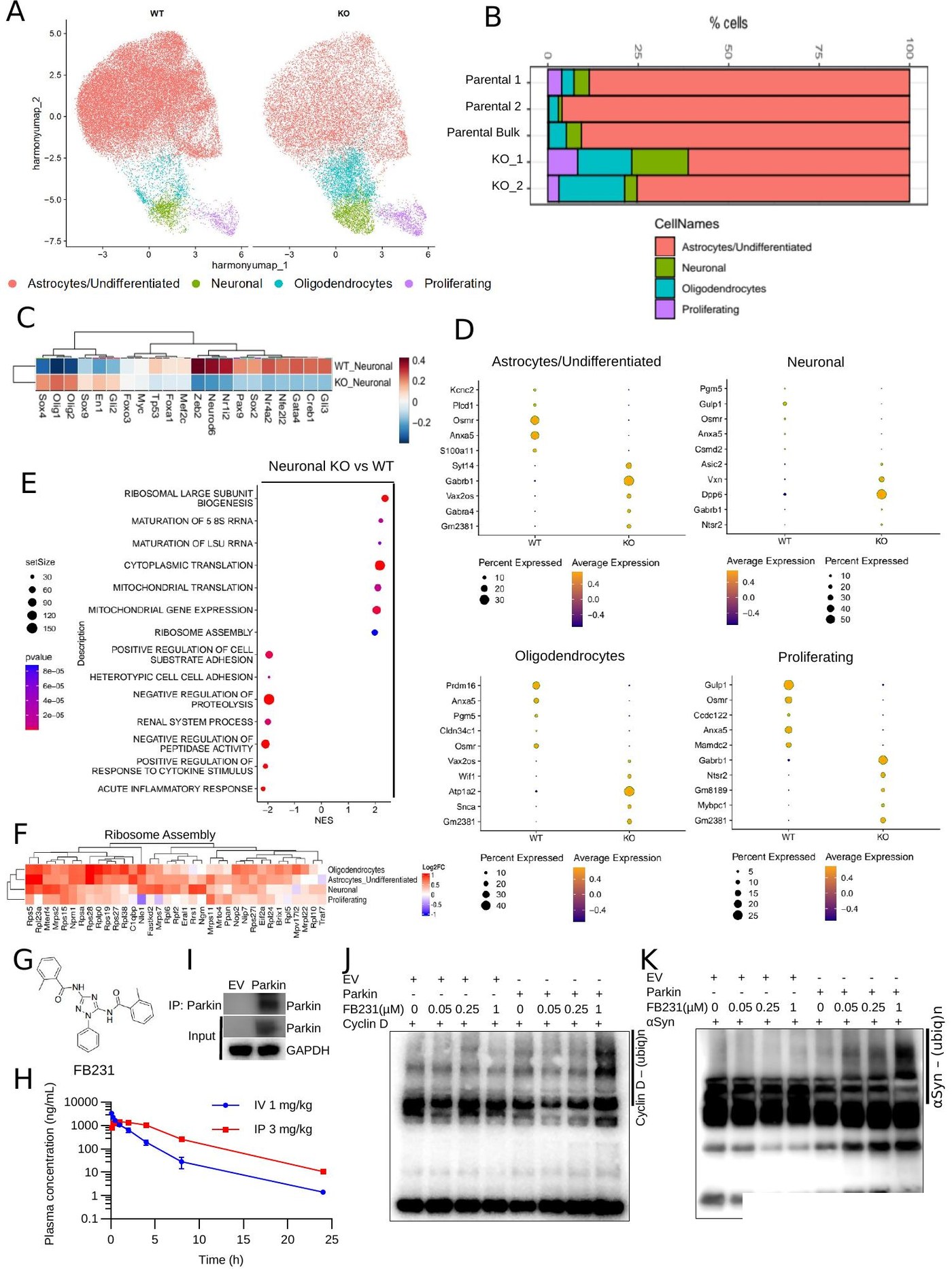Figure 2 - scRNA-seq UMAP, composition, DecoupleR TF activity, and FB231 ubiquitination