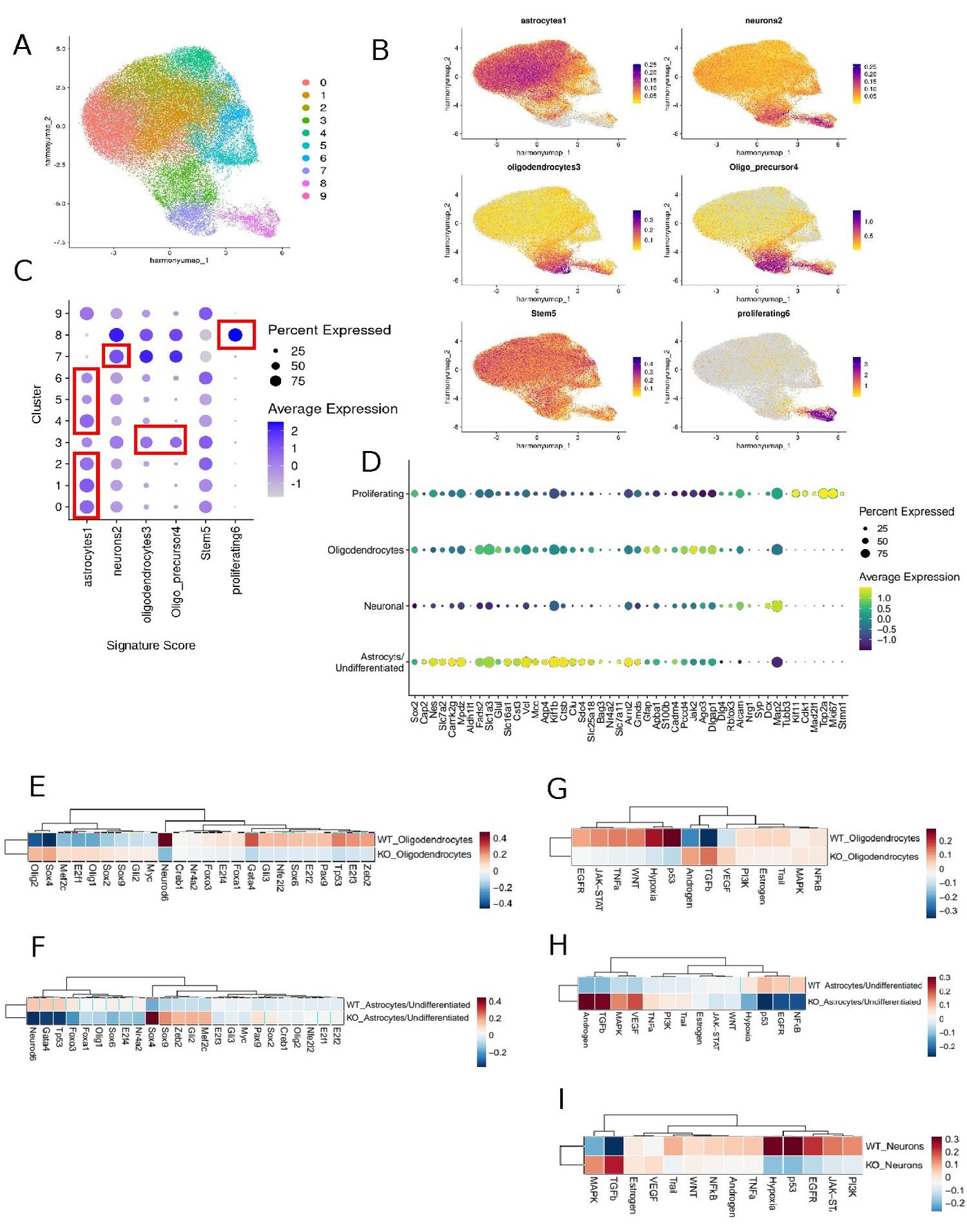 Supplementary Figure 3 - UMAP, feature plots, and lineage-specific DecoupleR heatmaps