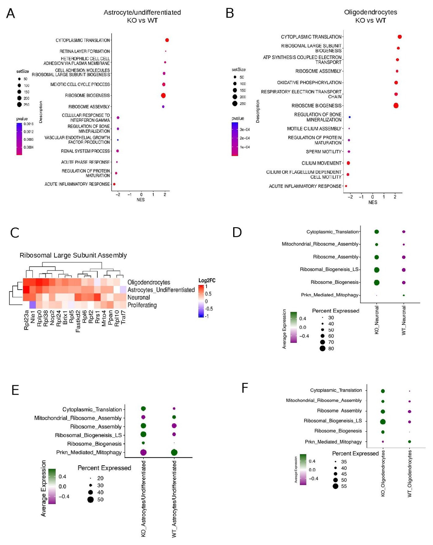 Supplementary Figure 4 - per-cell-type GSEA and translation/mitophagy module scoring